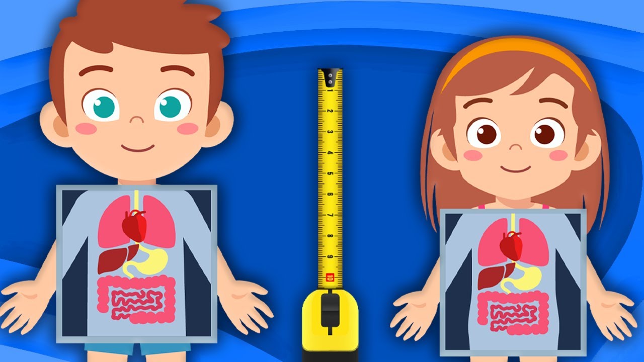 How Big Are The Organs In YOUR Body? | Human Body Size Comparisons | KLT Anatomy