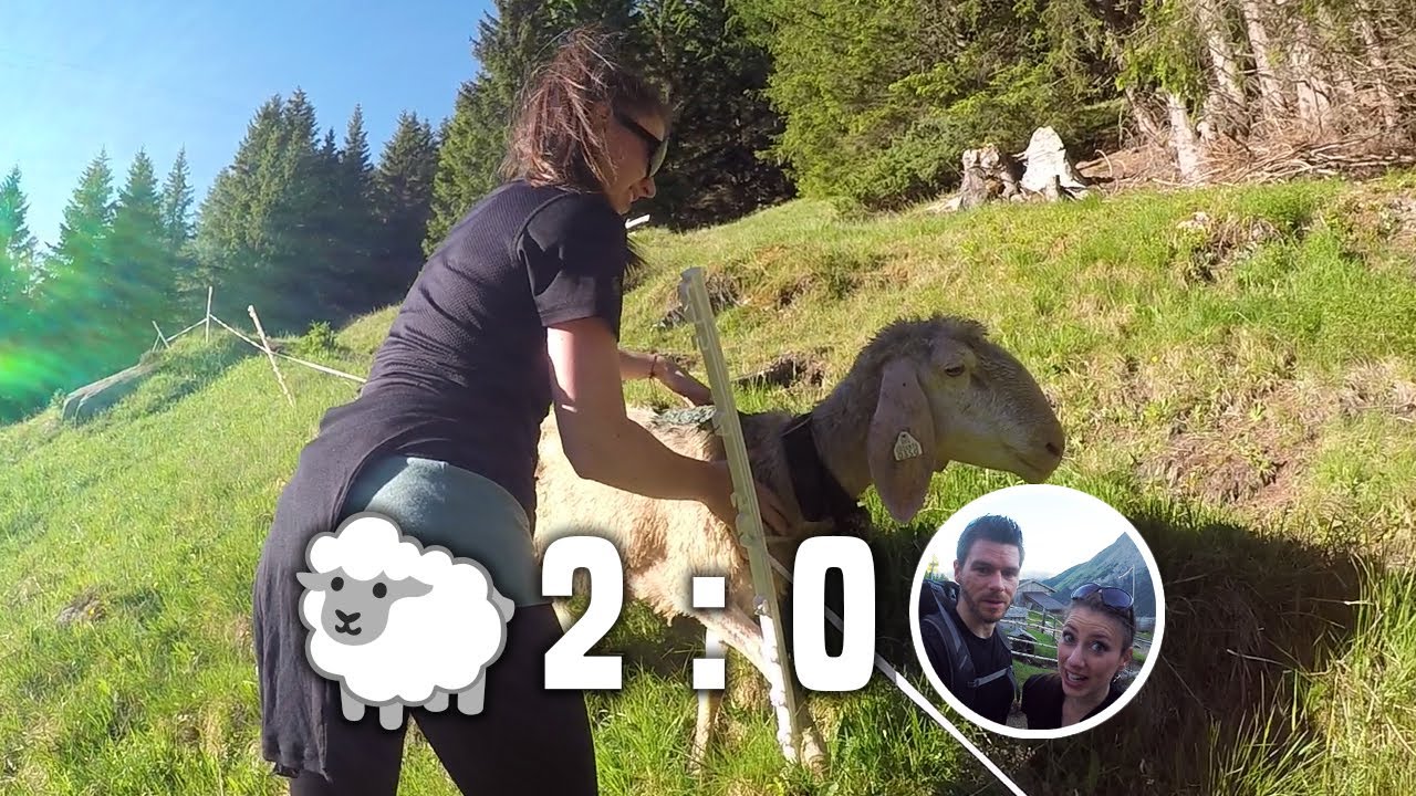 Unser erster Almauftrieb in Osttirol: Die 🐑🐑 haben uns überlistet