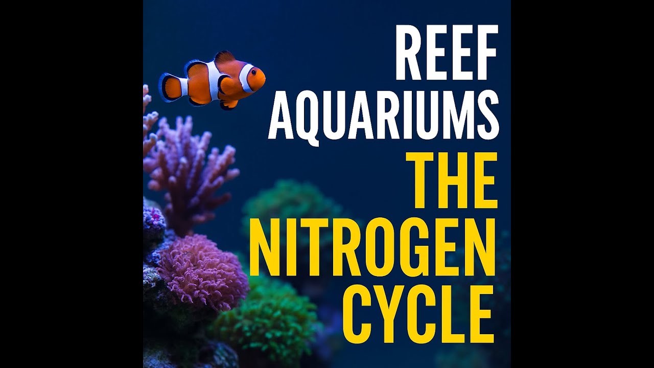 Reef Ενυδρείο για Αρχάριους: Τι Δείχνουν οι Άλγες & Πώς Λειτουργεί ο Κύκλος του Αζώτου