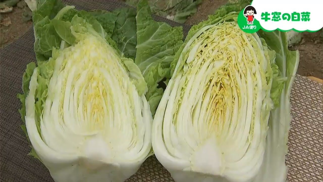 牛窓地区で作るハクサイ そのブランド名は何でしょうか？「牛窓の白菜」｜【笑味ちゃん天気予報】2026年2月3日放送