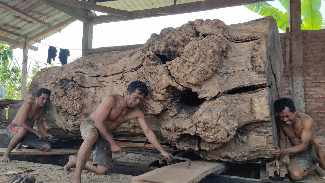 The Sawmill Slows Down for This Log 4 Meter Rain Tree