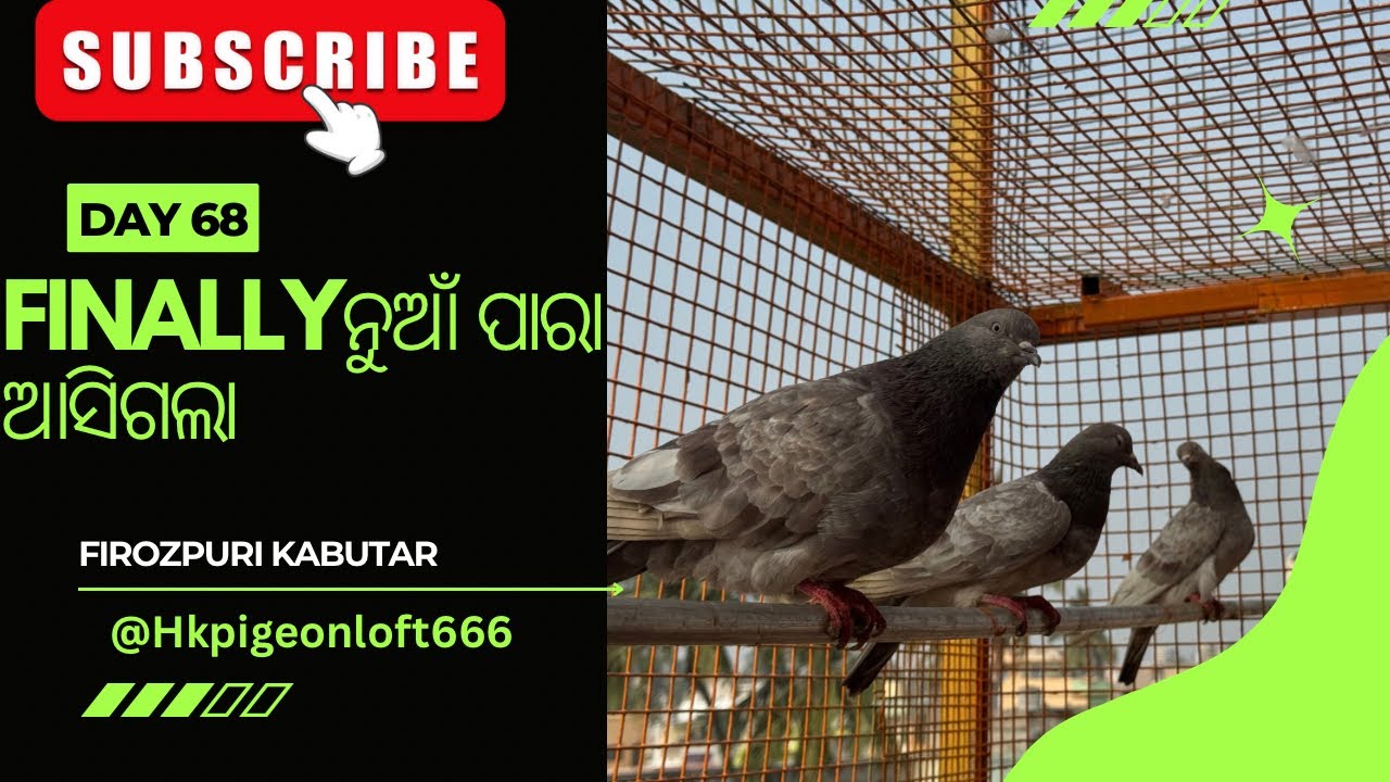 Finally ବହୁତ ଦିନର ଅପେକ୍ଷାପରେ ନୁଆଁ ପାରା ଆସିଗଲା 😍 | firozpuri kabutar | @JAPUARABPETVLOG
