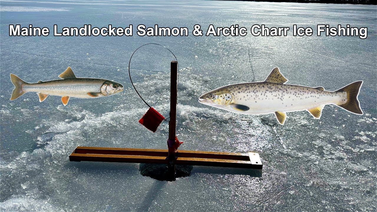 Maine Landlocked Salmon & Arctic Charr Ice Fishing