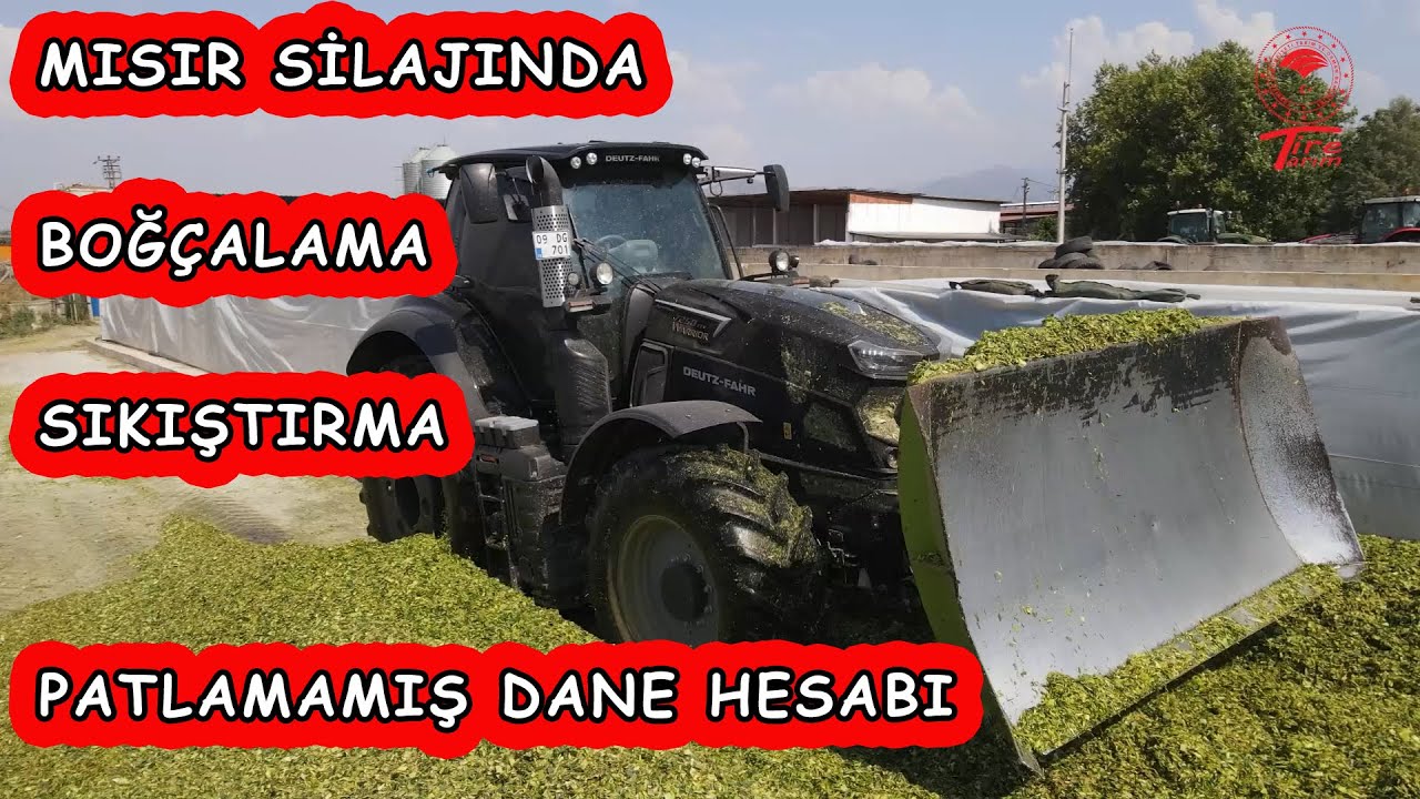 Mısır Silajı Operasyonu Patlamamış dane nasıl hesaplanır