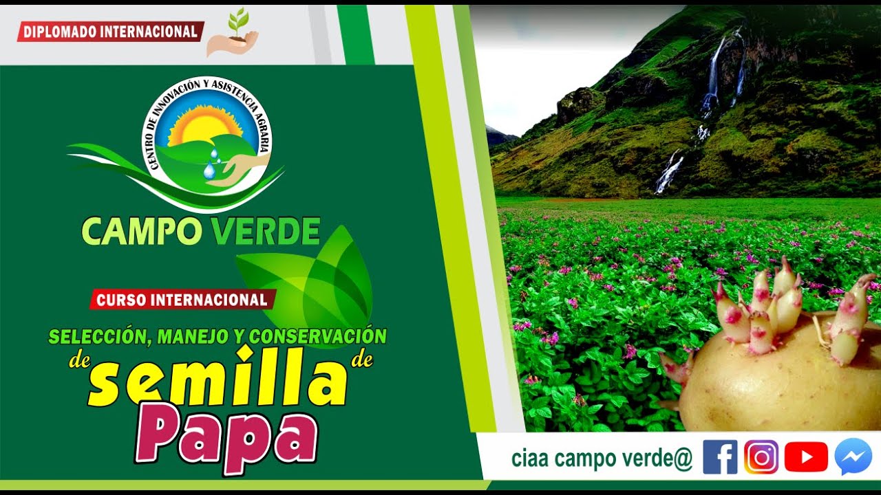 ✅SELECCIÓN, MANEJO Y CONSERVACION DE SEMILLAS DE PAPA