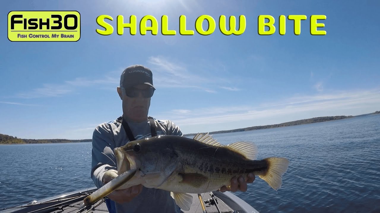 Super Shallow Points Produce Big Bites on Big Topwater at Stockton Lake 10-1-22 Vlog