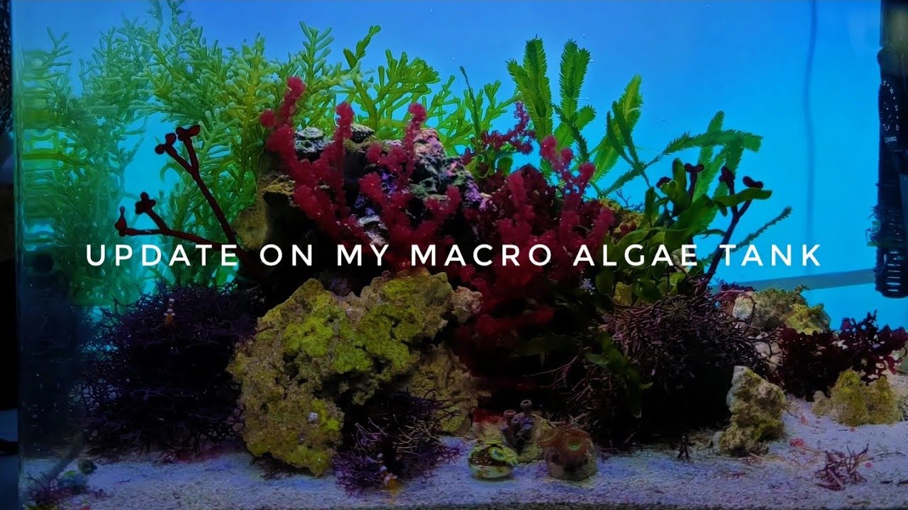 UPDATE ON MY 1 YEAR OLD  MACRO ALGAE SALTWATER TANK. NEUE BILDER VON MEINEM MAKRO-ALGENBECKEN.