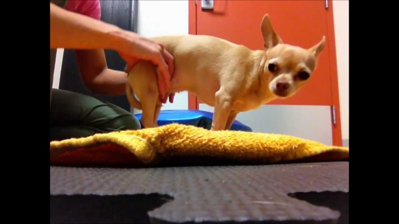 Toronto Veterinary Emergency Hospital - Lillee