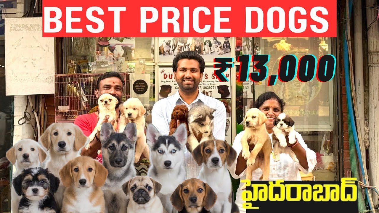 BEST PRICE DOGS & PUPPIES IN హైదరాబాద్ | SURPRISE GIFTS 