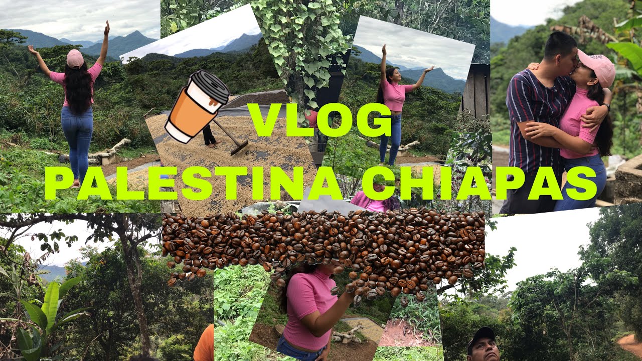 ¡VLOG! - NOS ADENTRAMOS A LOS CAFETALES EN PALESTINA CHIAPAS☕️😱 | Nat Valencia 💖