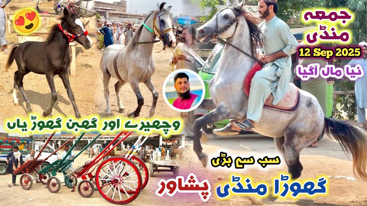 Largest Horse Market In Peshawar New Updates 12/09/2025 | High Quality & Normal Horse Price | Izhar