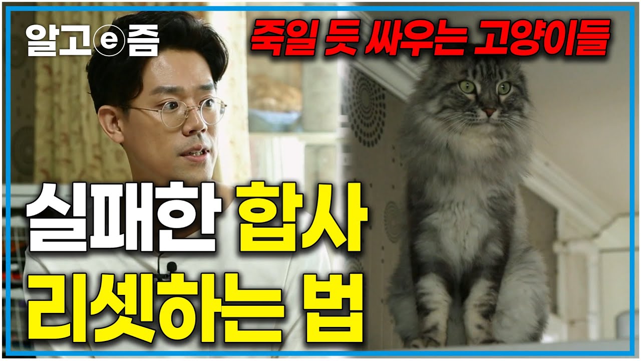 호시탐탐 기회를 노리다가 진짜 죽일 듯 공격하는 고양이! 철저히 실패한 합사... 어떻게 성공할 수 있을까?｜고양이를 부탁해｜알고e즘