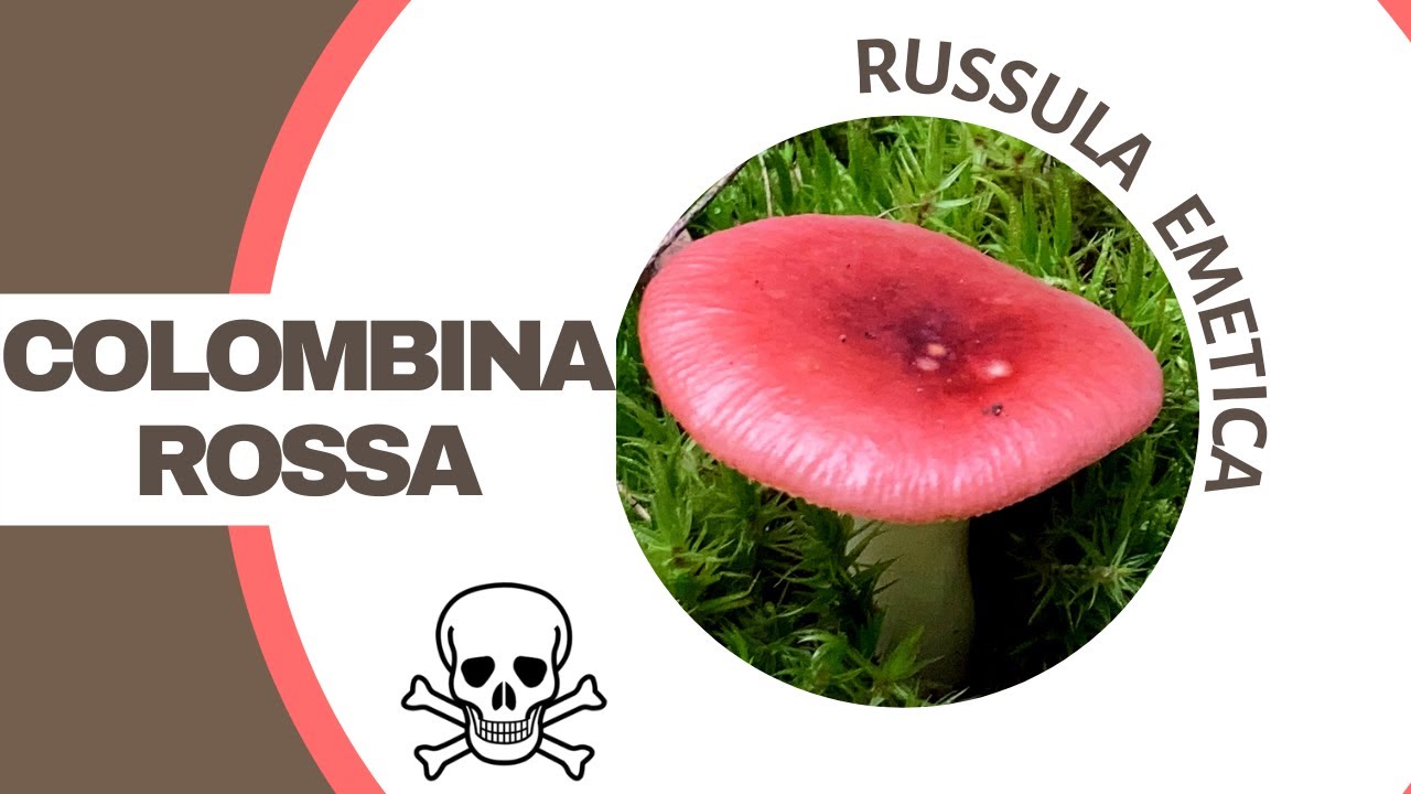 Una Russula velenosa e bellissima
