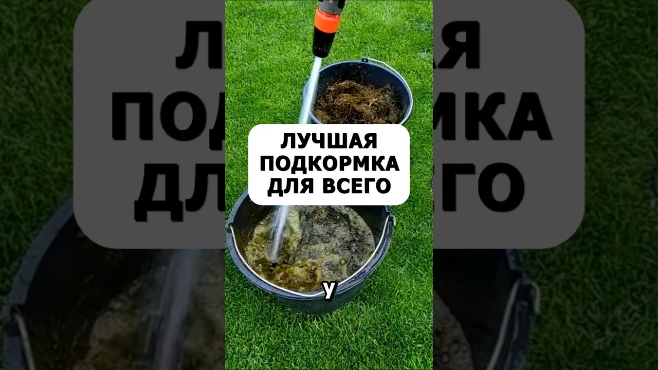Самая эффективная подкормка для всего сада #огород #дача #сад #урожай #советыдачникам