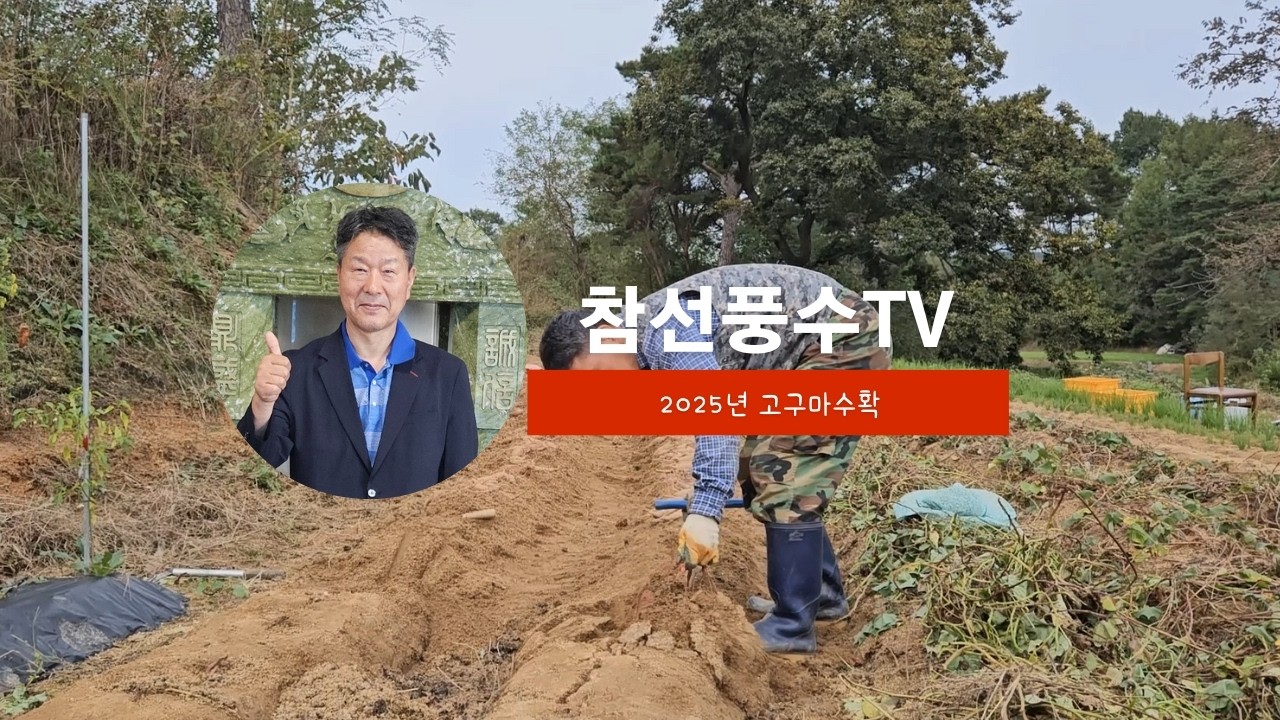 2025년 고구마수확