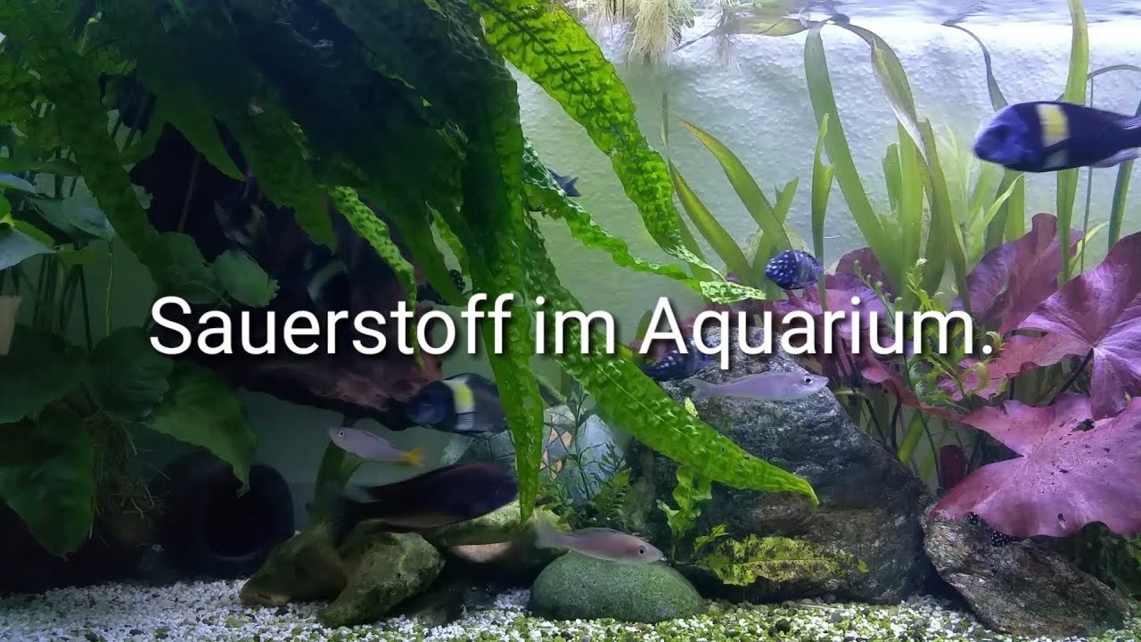 Sauerstoffmangel im Aquarium messen und beheben