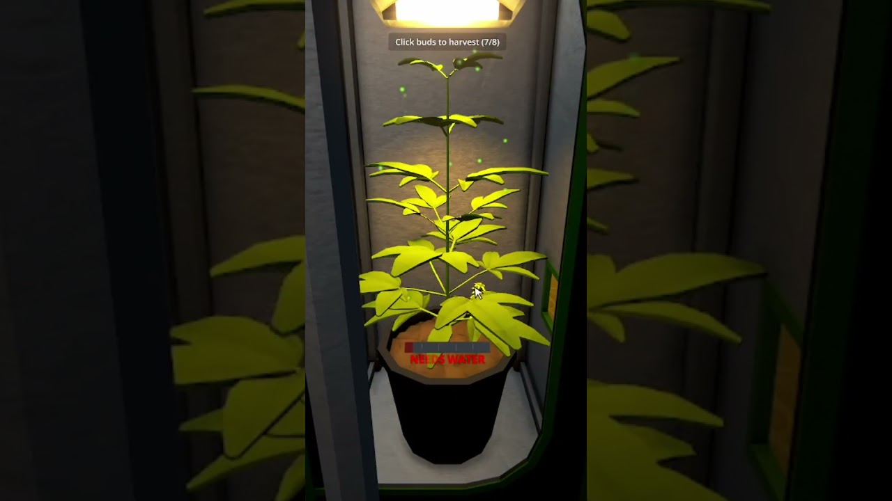 Hydroponics: From Seed to Bud - Watch It Grow!