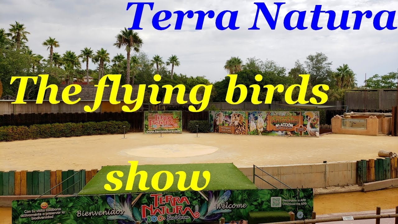 SPAIN: BENIDORM. The flying birds show in Terra Natura.