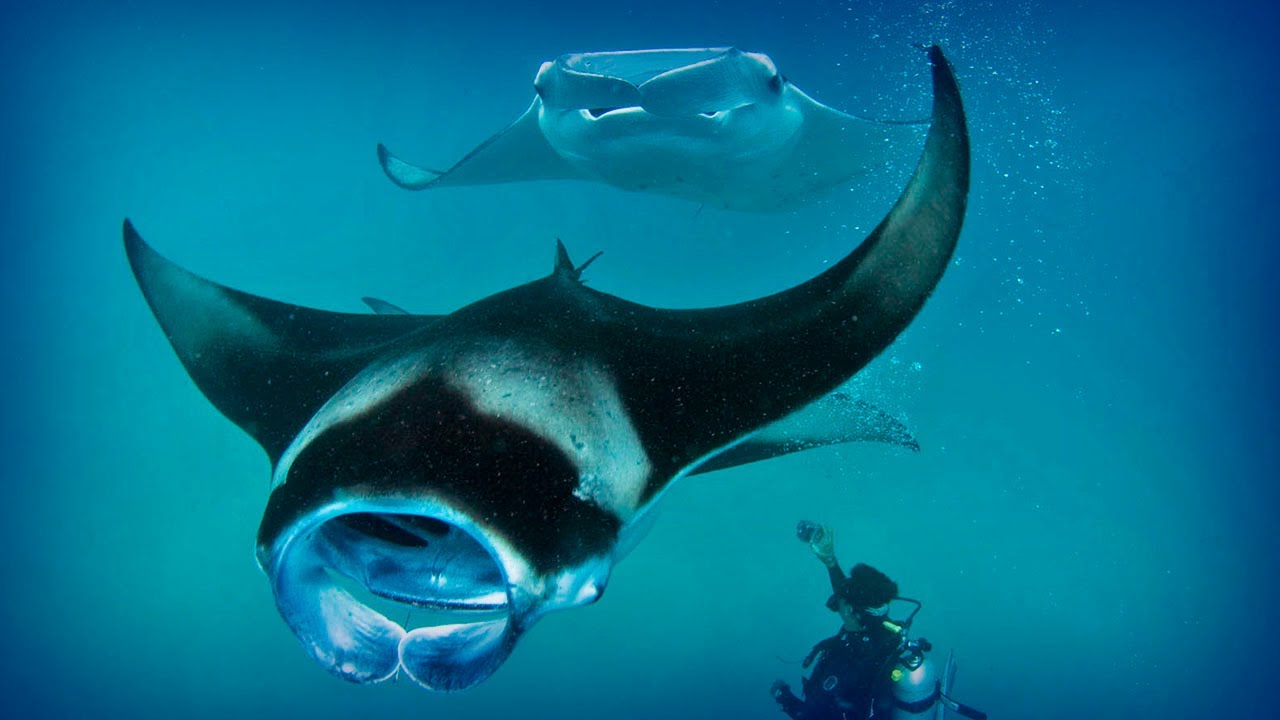 Maldives: diving paradise (full documentary)