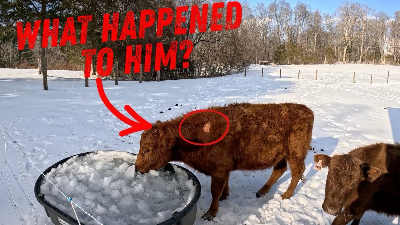 2026 SNOWSTORM + What’s Wrong With My Cow?