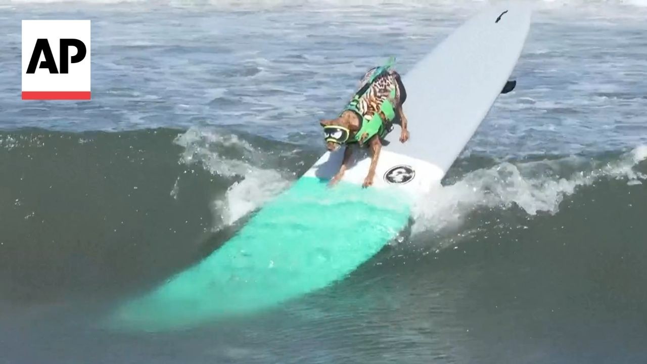 Dogs ride waves at World Dog Surfing Championship in California
