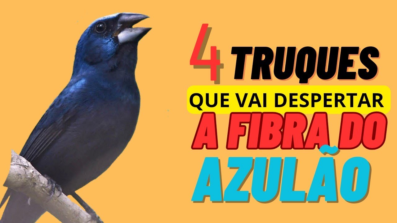 4 truques para fazer o AZUL&Atilde;O despertar a fibra