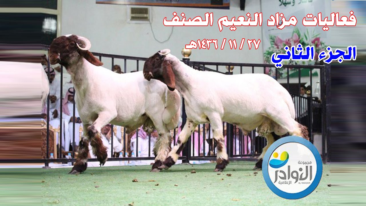 النعيم الصنف - المزادالثاني 27 /11 /1436هـ