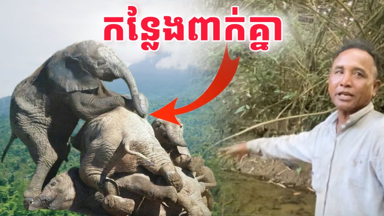 កន្លែងសត្វដំរីពាក់គ្នា​ នៅជ្រលងជ្រោះភ្នំខ្មោច