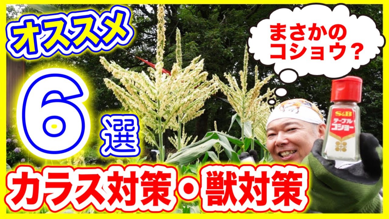 【トウモロコシ】カラス対策、獣対策！！オススメ６選！！まさかのコショウはどう使う？？　～狭い庭で家庭菜園～