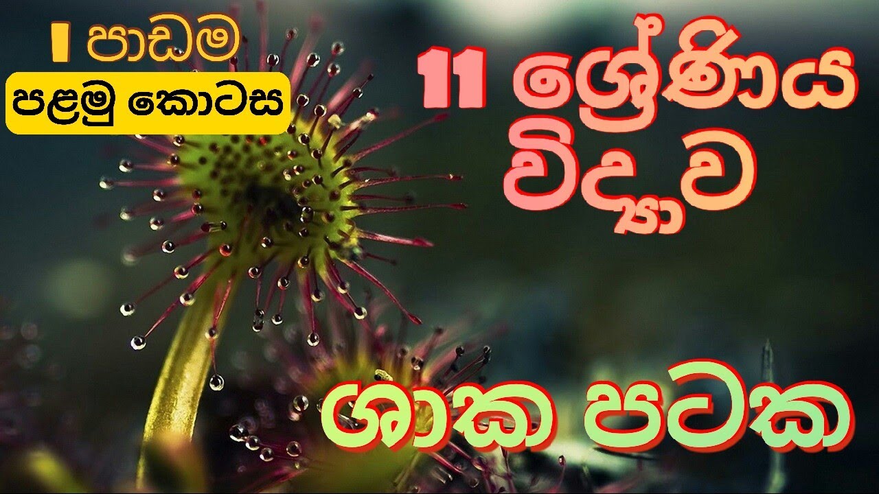 O/L Science Unit 1 | Grade 11 Science Unit 1 | Plant Tissues | Smart TextBook | Jeewi Pataka |