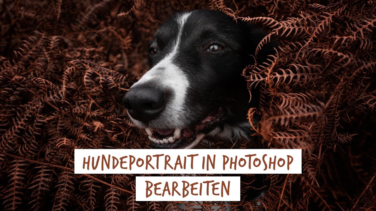 Hunde Foto in Photoshop bearbeiten - Eine komplette Bildbearbeitung