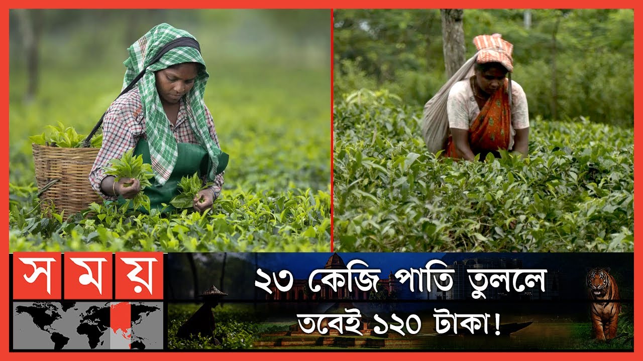 এরা আধুনিক যুগের জীবন্ত ক্রীতদাস! | Tea Labour Protest | Tea Garden | Sylhet News | Somoy TV