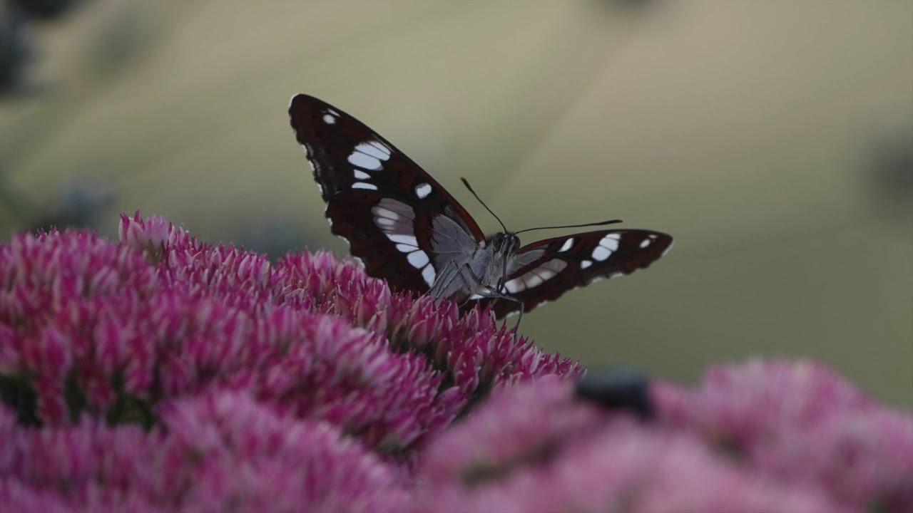 Early Autumn.  SW France....
