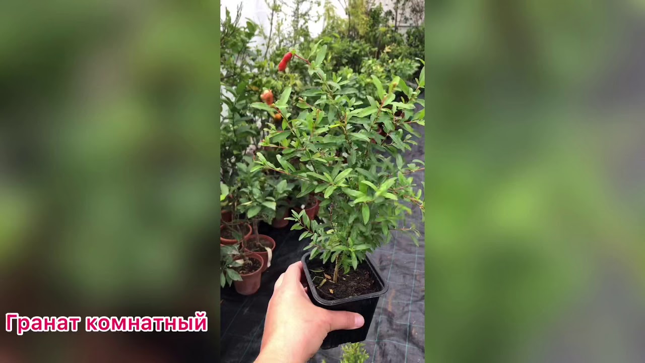 Уходит ли гранат комнатный в «спячку» в комнатных условиях?