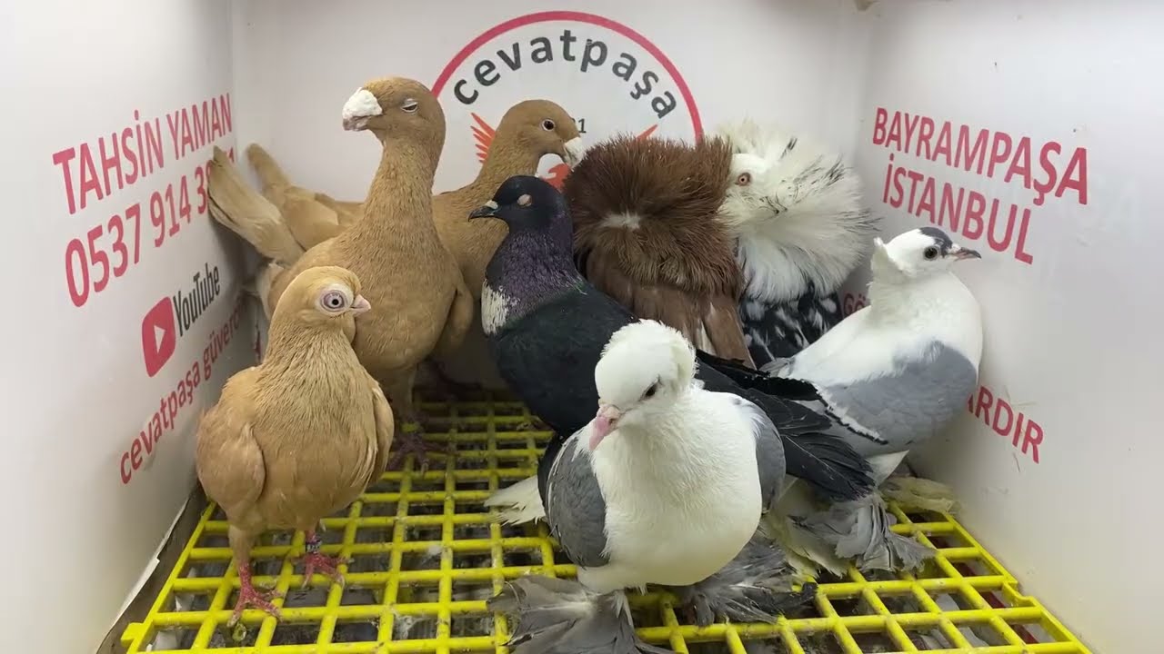 canlı güvercin mezat