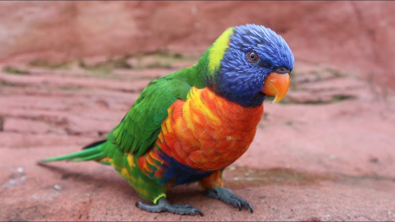 Vogelpark Avifauna