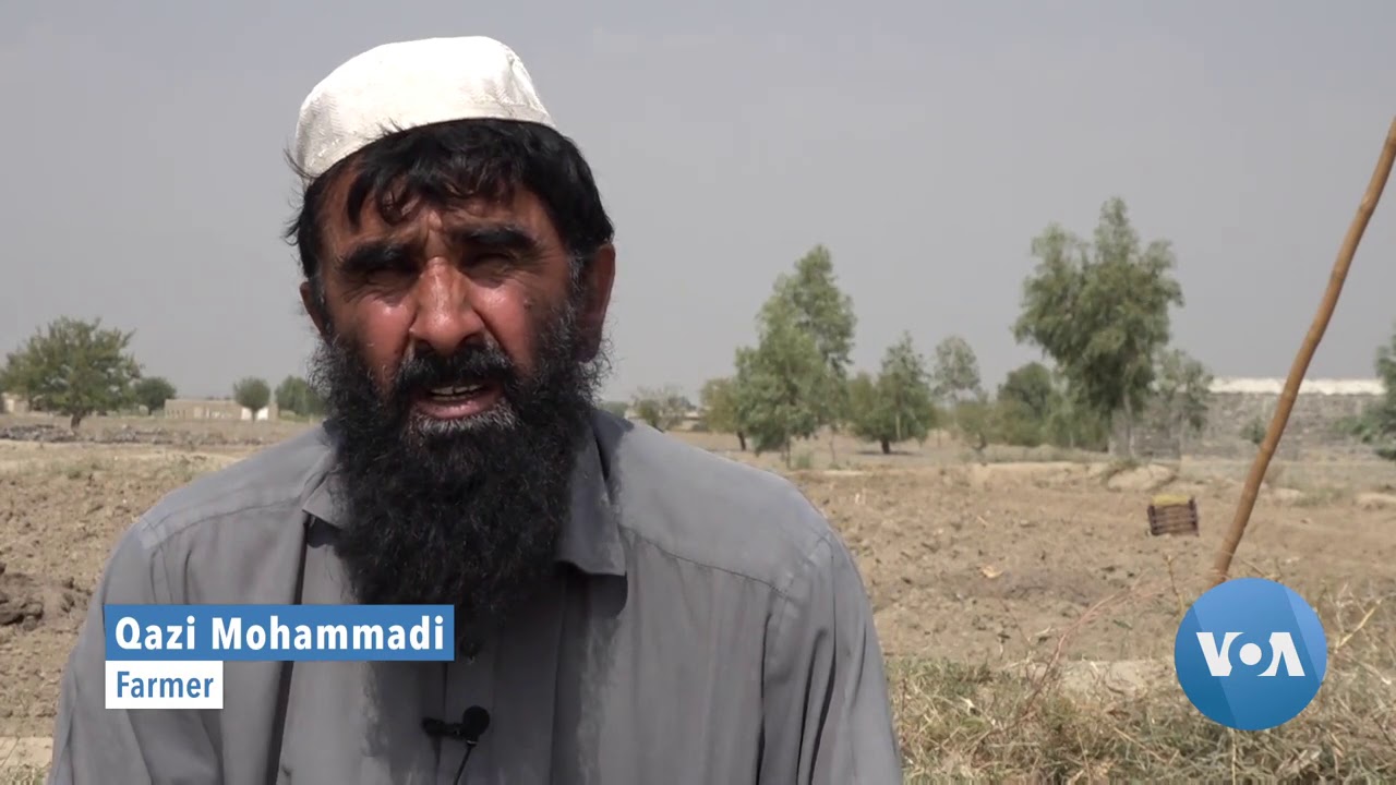 Pricey Red Spice Gains Popularity Among Afghan Farmers