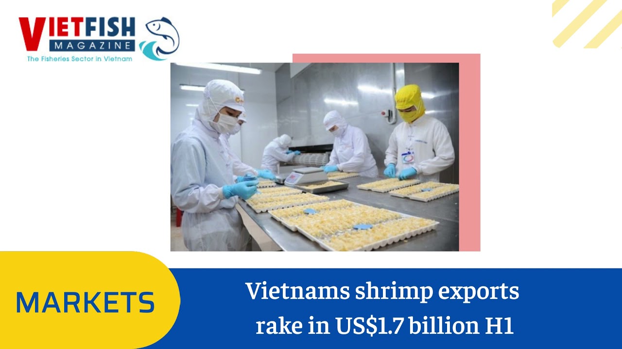 Vietnams shrimp exports rake in US$1.7 billion H1 - VIETFISH MAGAZINE