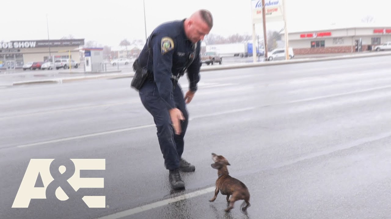 Live PD: Police Patrol - Dog Runs Through Traffic During Rush Hour | A&E