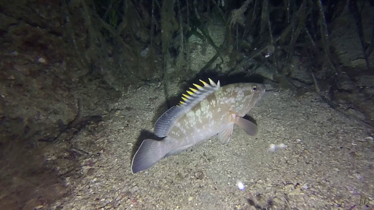 Night Dive in Marciana Marina - Punta della Madonna