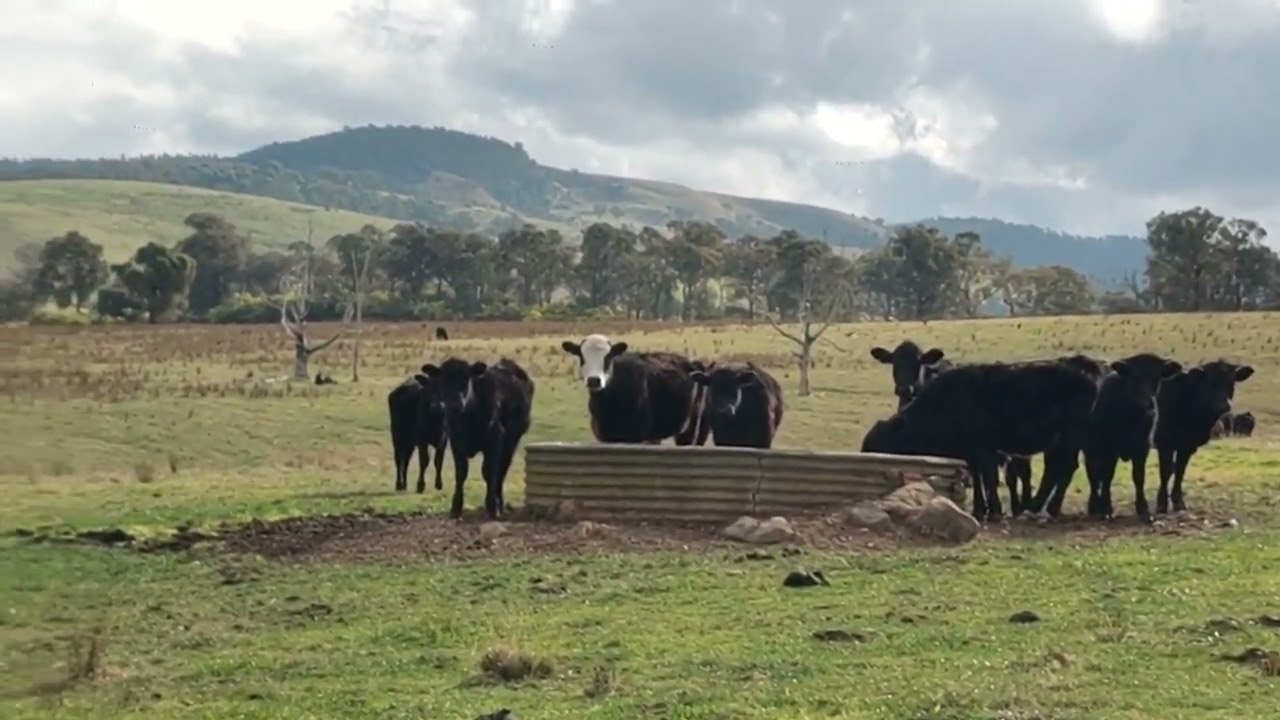 Brainstorm and plan our Homestead with us ! 🦘 63 Acres Off-grid. City Slickers to Homesteaders.