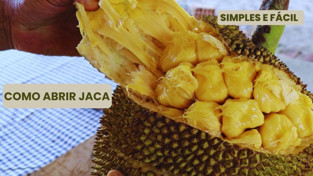 COMO ABRIR JACA SIMPLES E FÁCIL - COMO TIRAR O VISGO DE JACA NA FACA #roça #agro