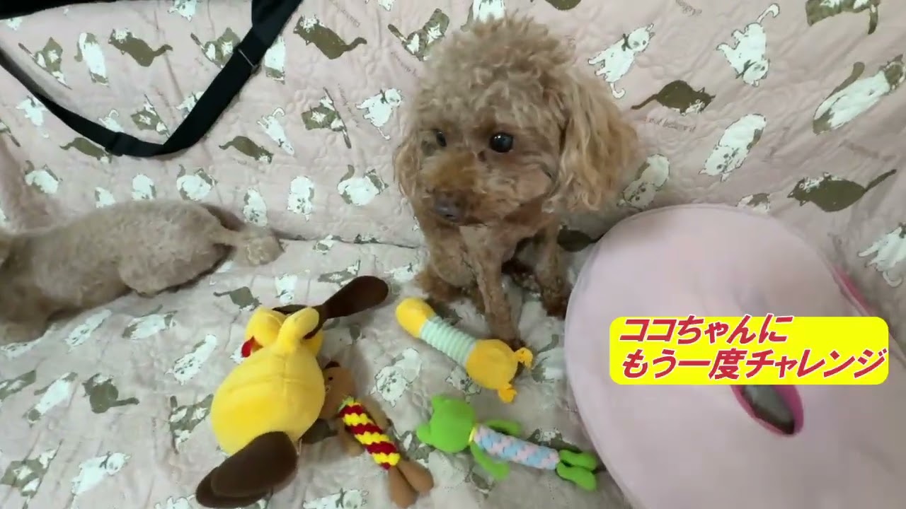 #80【ココとララ】休日の遊び、ララちゃん VS まんまちゃんキック　562日目