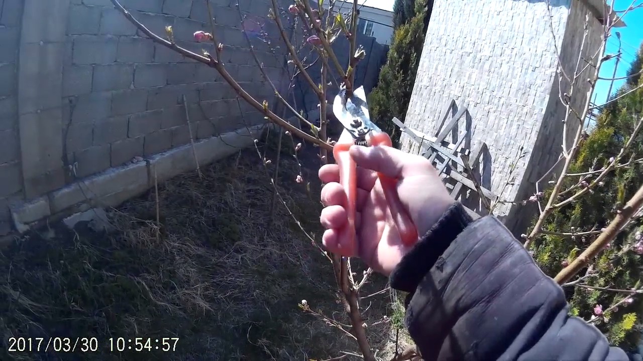 ატმის გასხვლა და მისი თავისებურებანი....