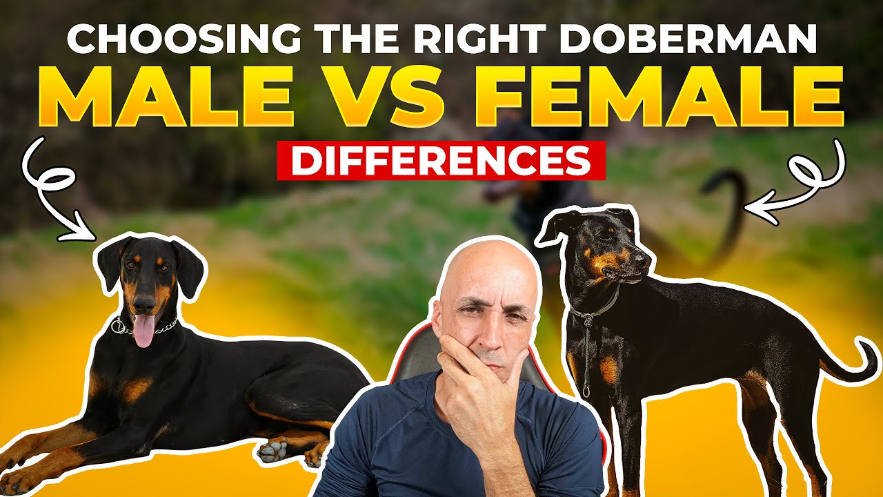 Male Vs Female Dobermans: How Are They Different?