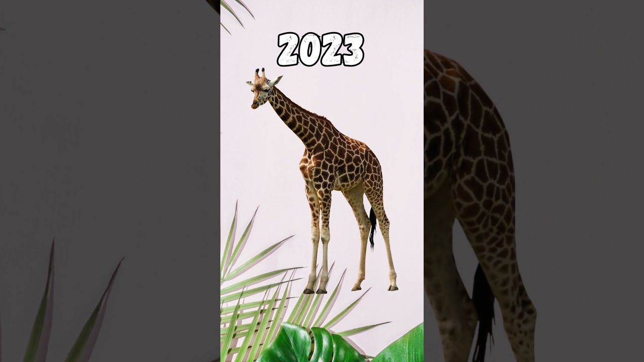 Żyrafa 2023 kontra żyrafa 5000 p.n.e.