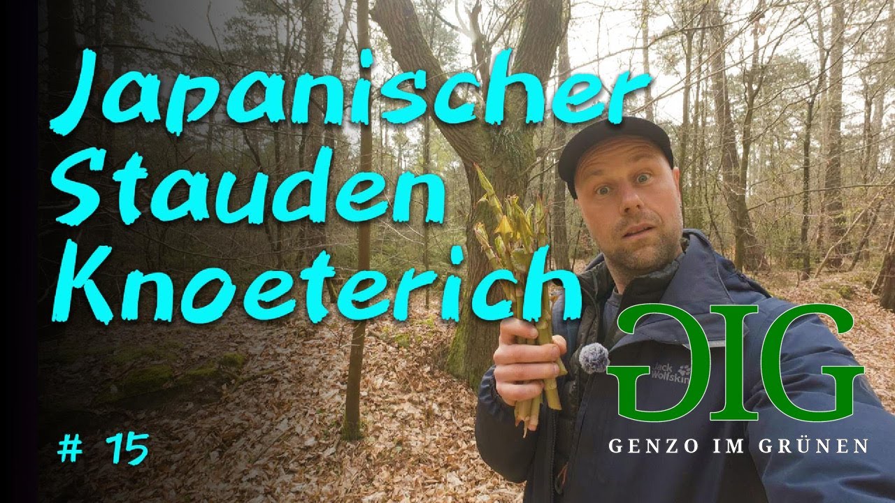 Diese Wildpflanze schmeckt wie Spargel - und keiner kennt sie! 🌿