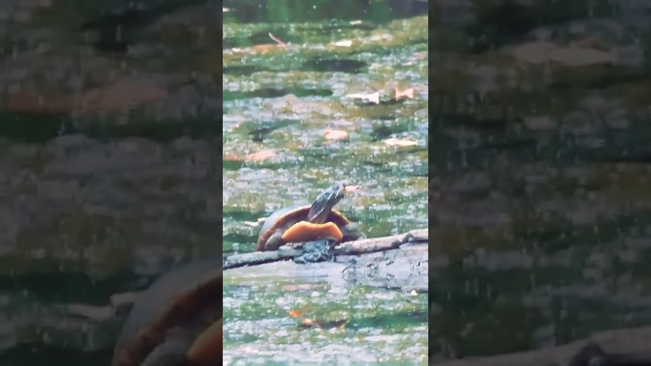 turtle and fractals 