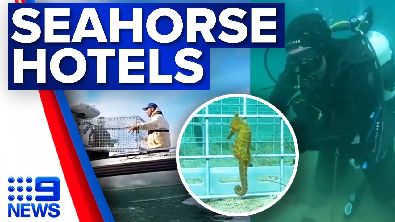 Sydney seahorses under threat of extinction | 9 News Australia