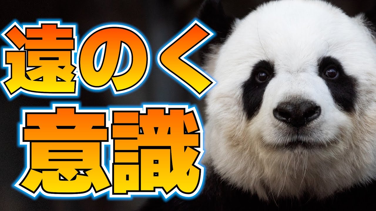 栄養不足のパンダ、意識が飛びかける